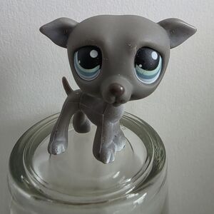 ✨️Littlest Pet Shop #319 Grey Wippet Dog With Blue Eyes